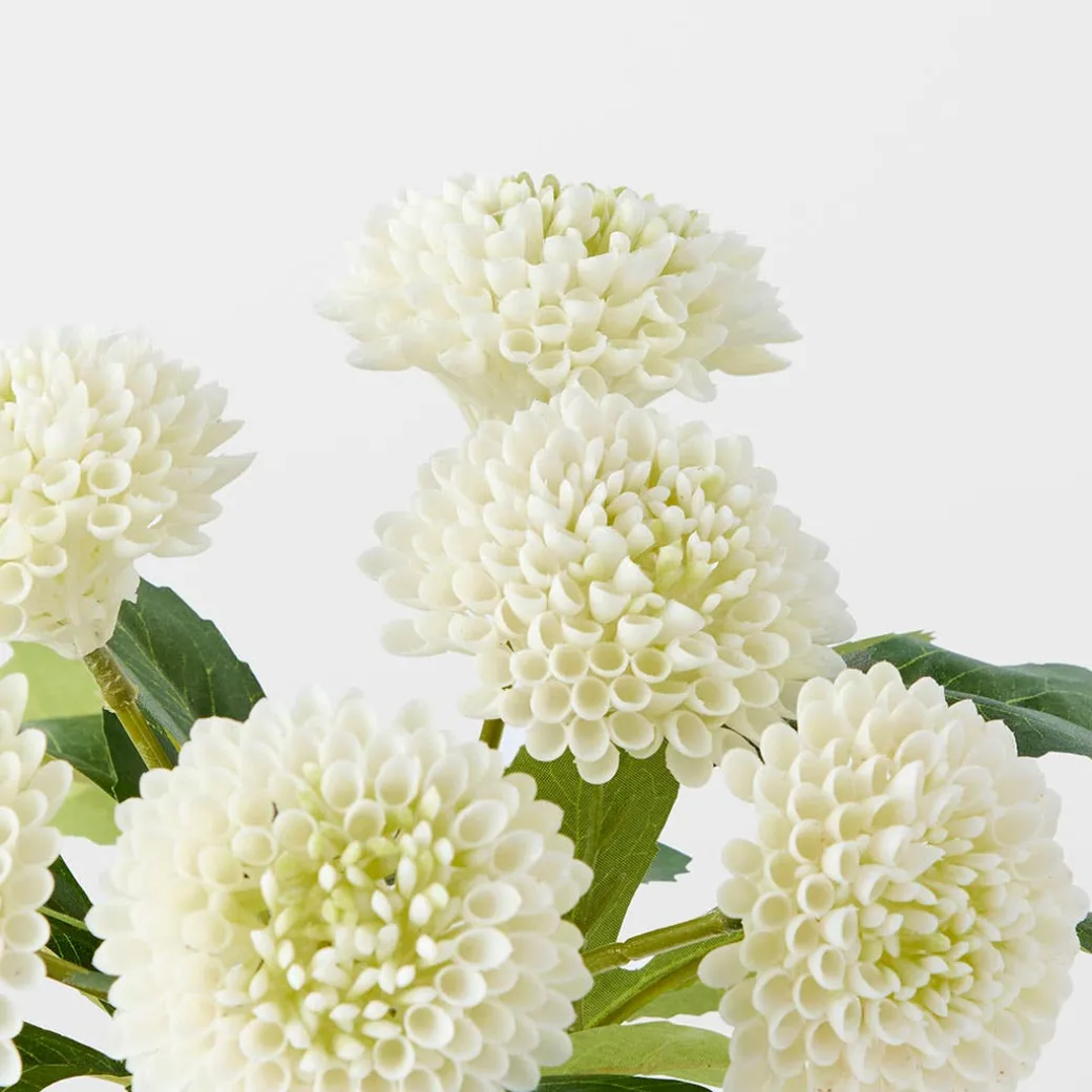 Dahlia in Glass Vase