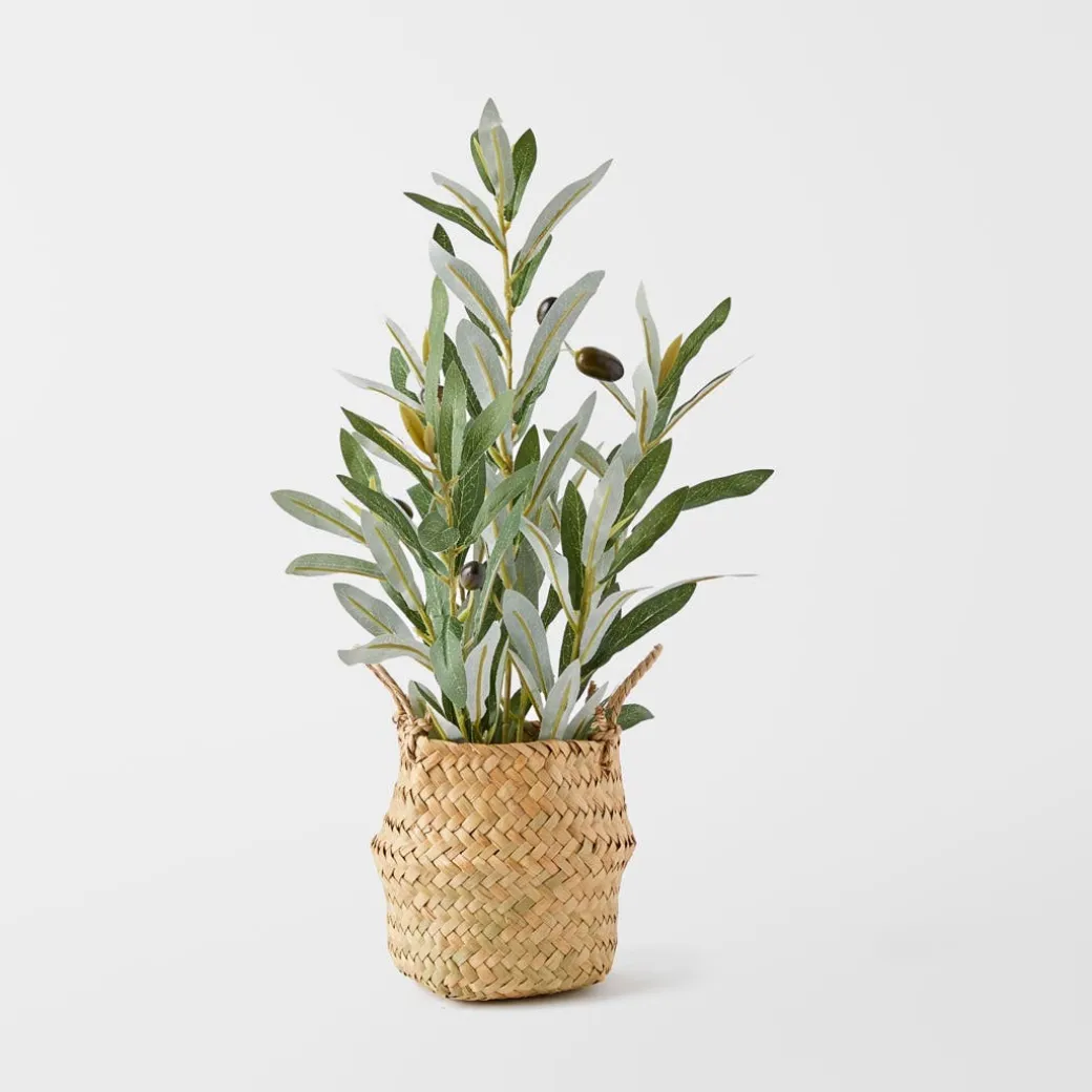 Olive Plant In Seagrass Basket - Green