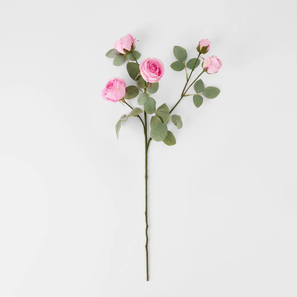 Rose Stem